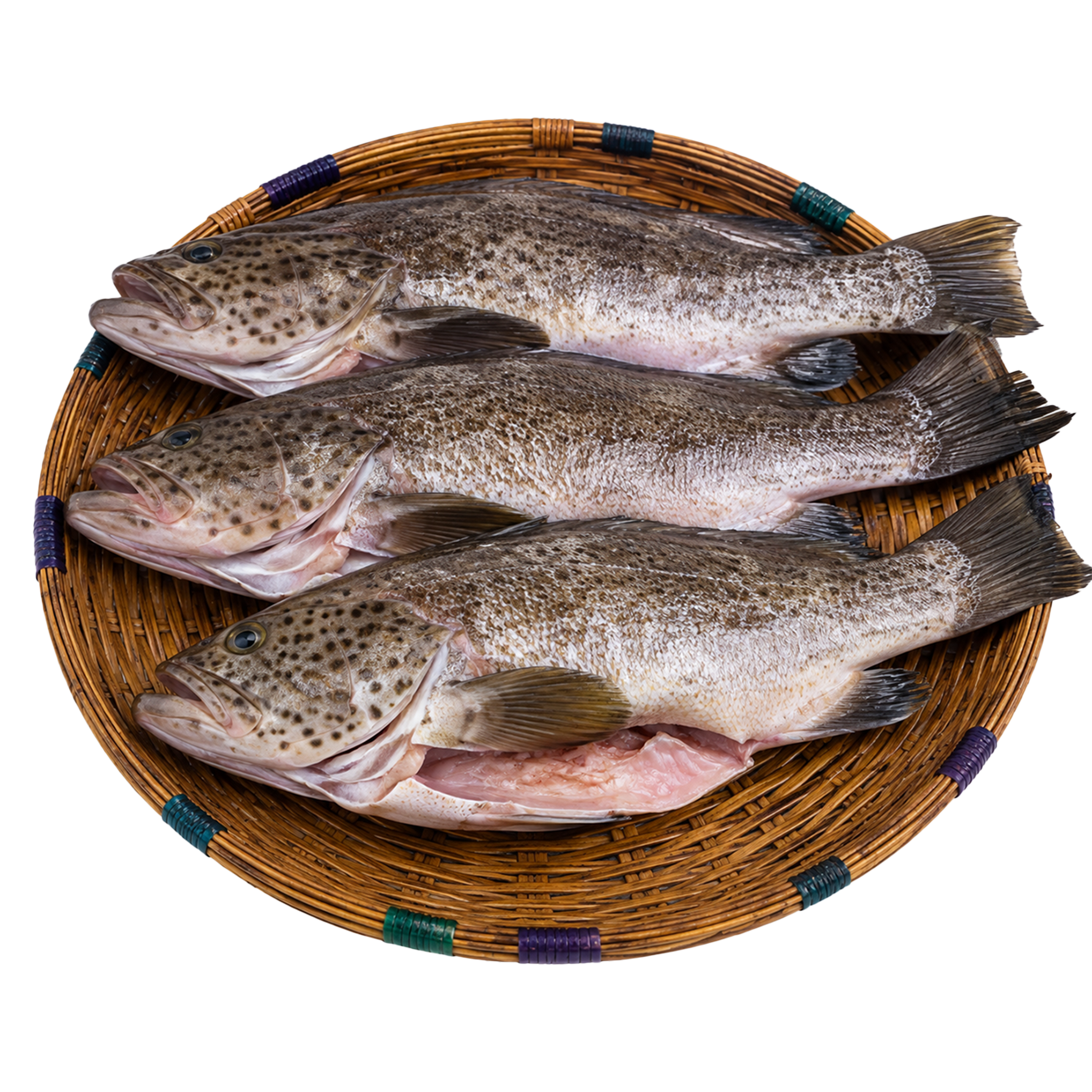 Cleaned Atlantic Grouper