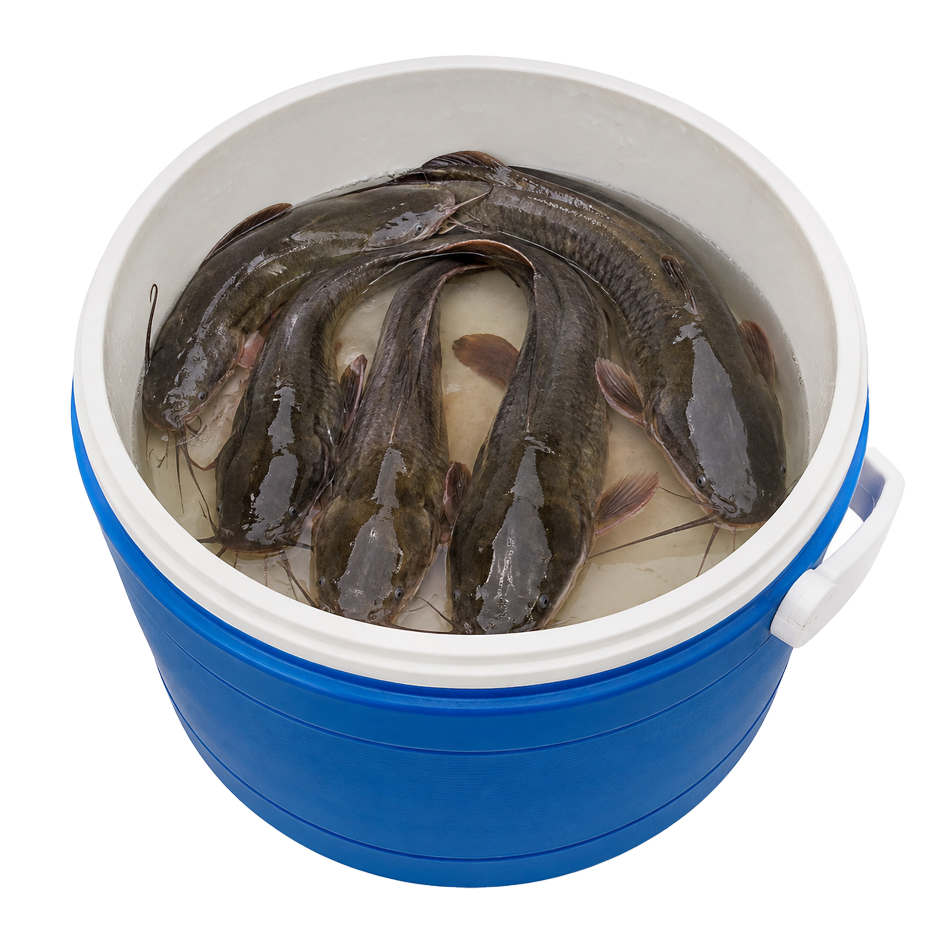 Live Farm-Raised Catfish