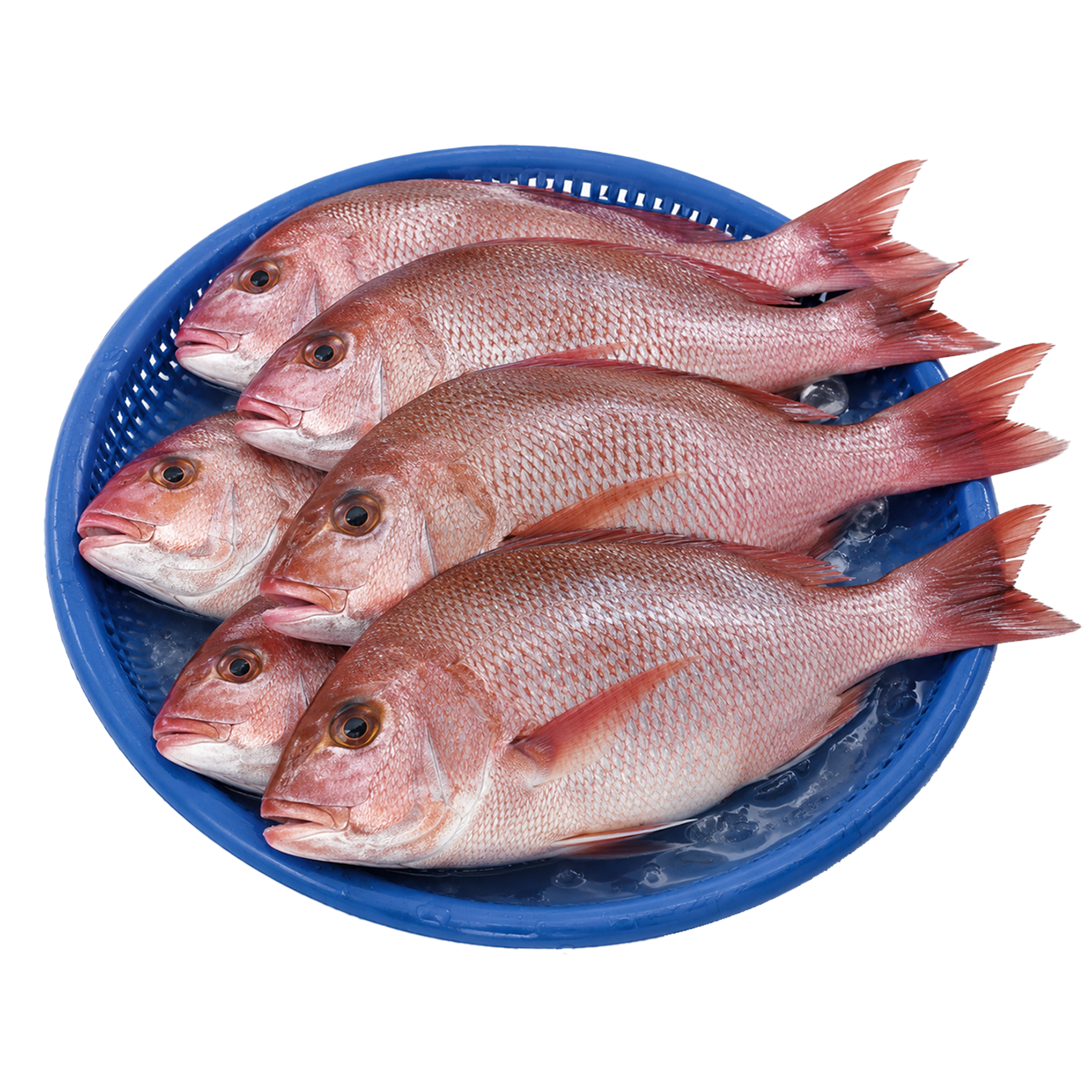 Cleaned Atlantic Snapper